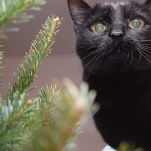 Abbey Kitten