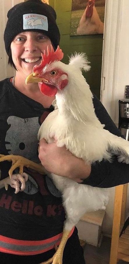 Alfalfa Rooster Rescue