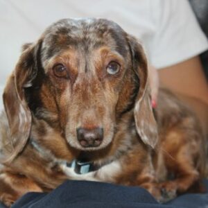 Buddy3
