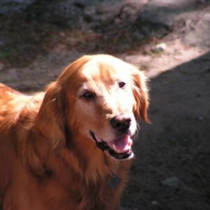 CHarlie