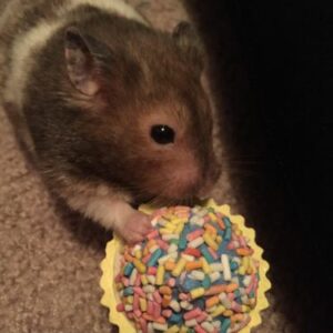 Hammy