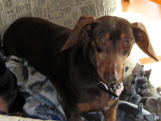 Hershey Ekman Hershey Ekman