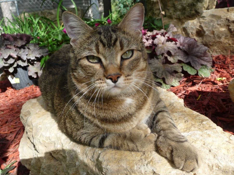 Kittywhompus Holan Kittywhompus Holan