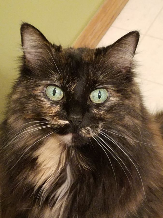 Kizzy Schommer Kizzy Schommer