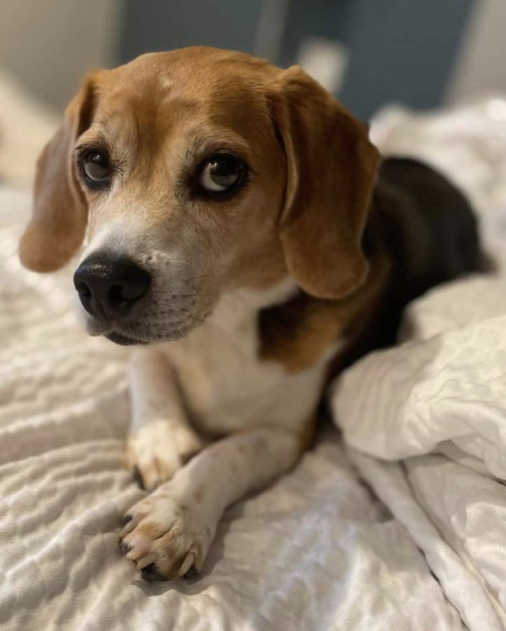 Louie Mechtenberg Louie Mechtenberg