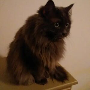 Misty