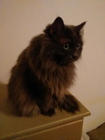 Misty Misty