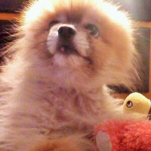 Pooh Bear