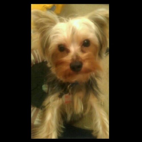 Rockey Rockey