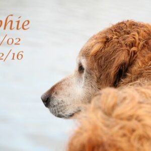 Sophie2