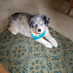 Suri