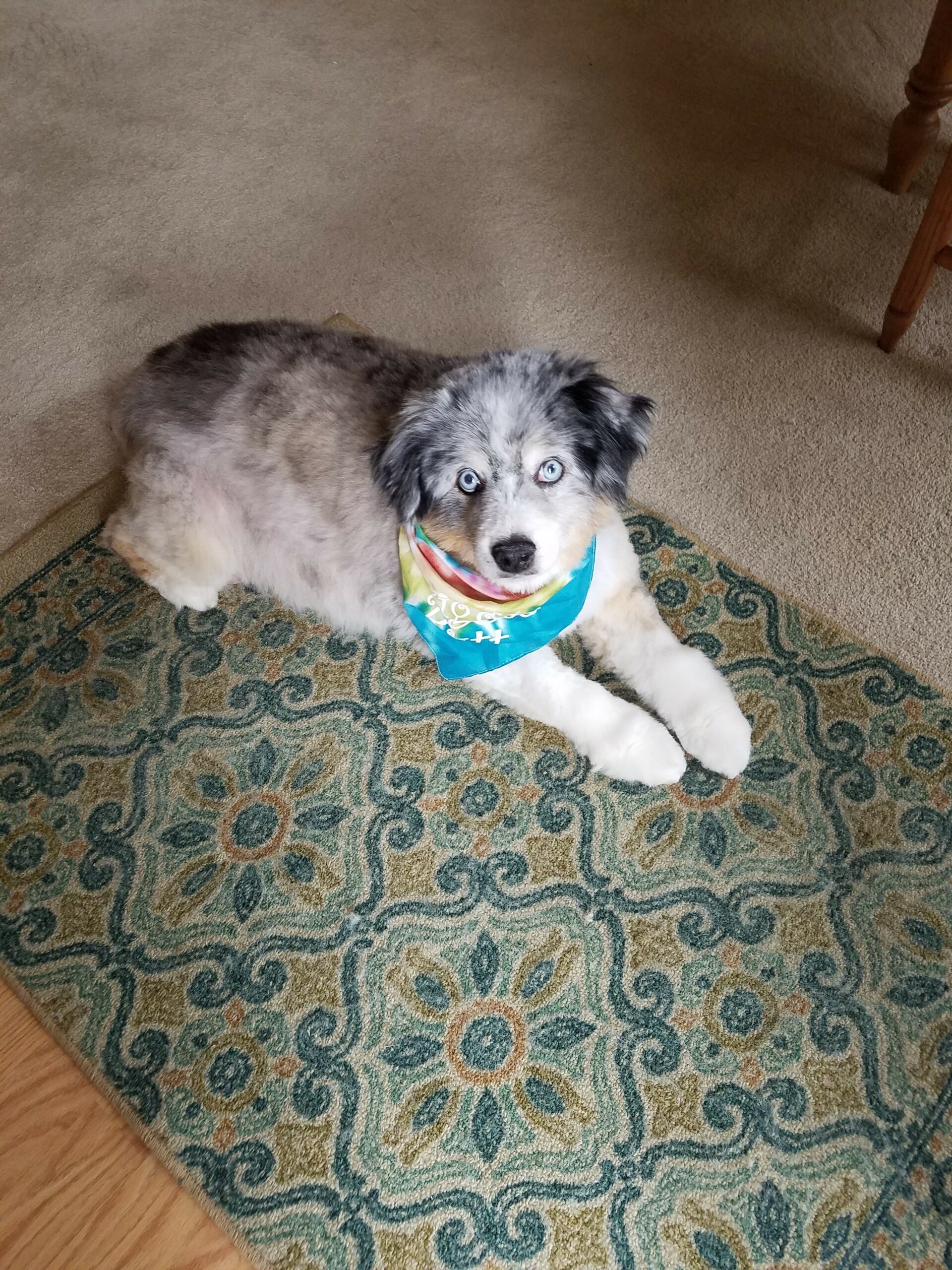 Suri Suri