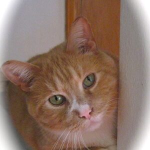 Tom Gato