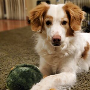 Willy with turtle