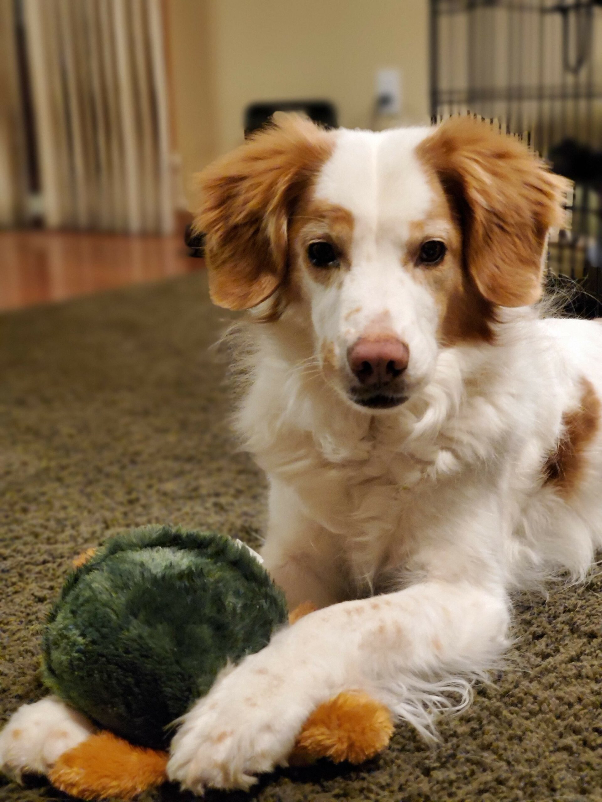 Willy with turtle