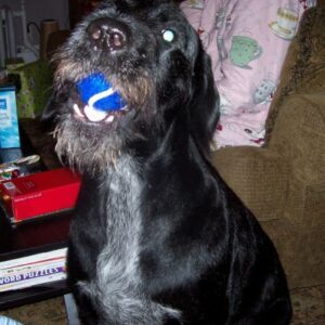 Zev Dogger