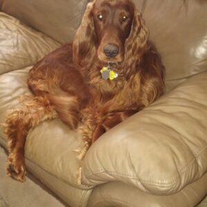 brody