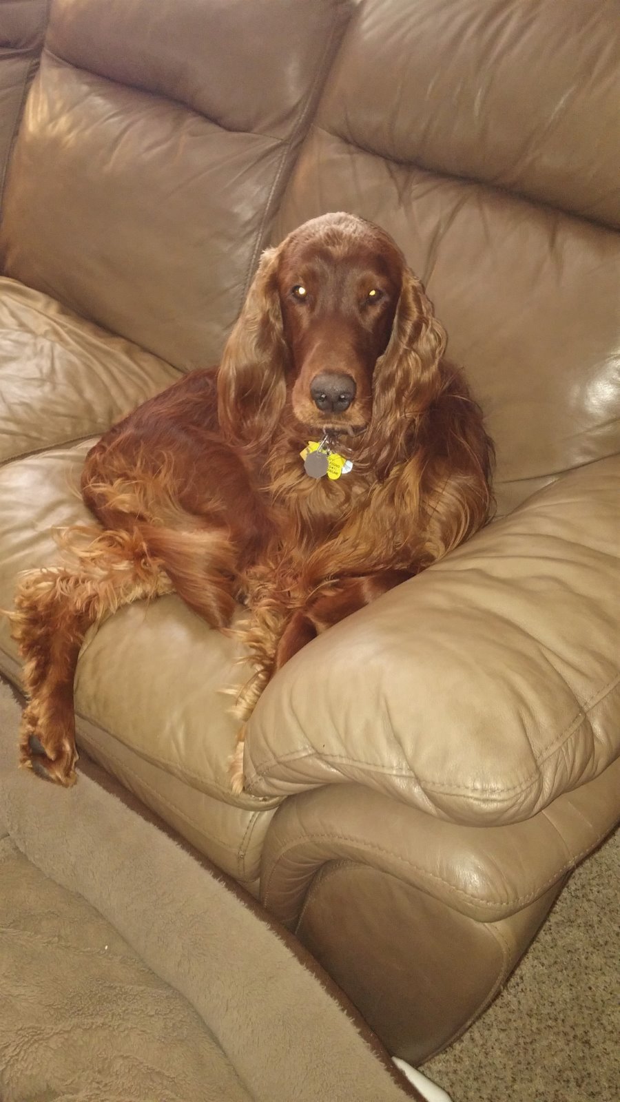 brody brody