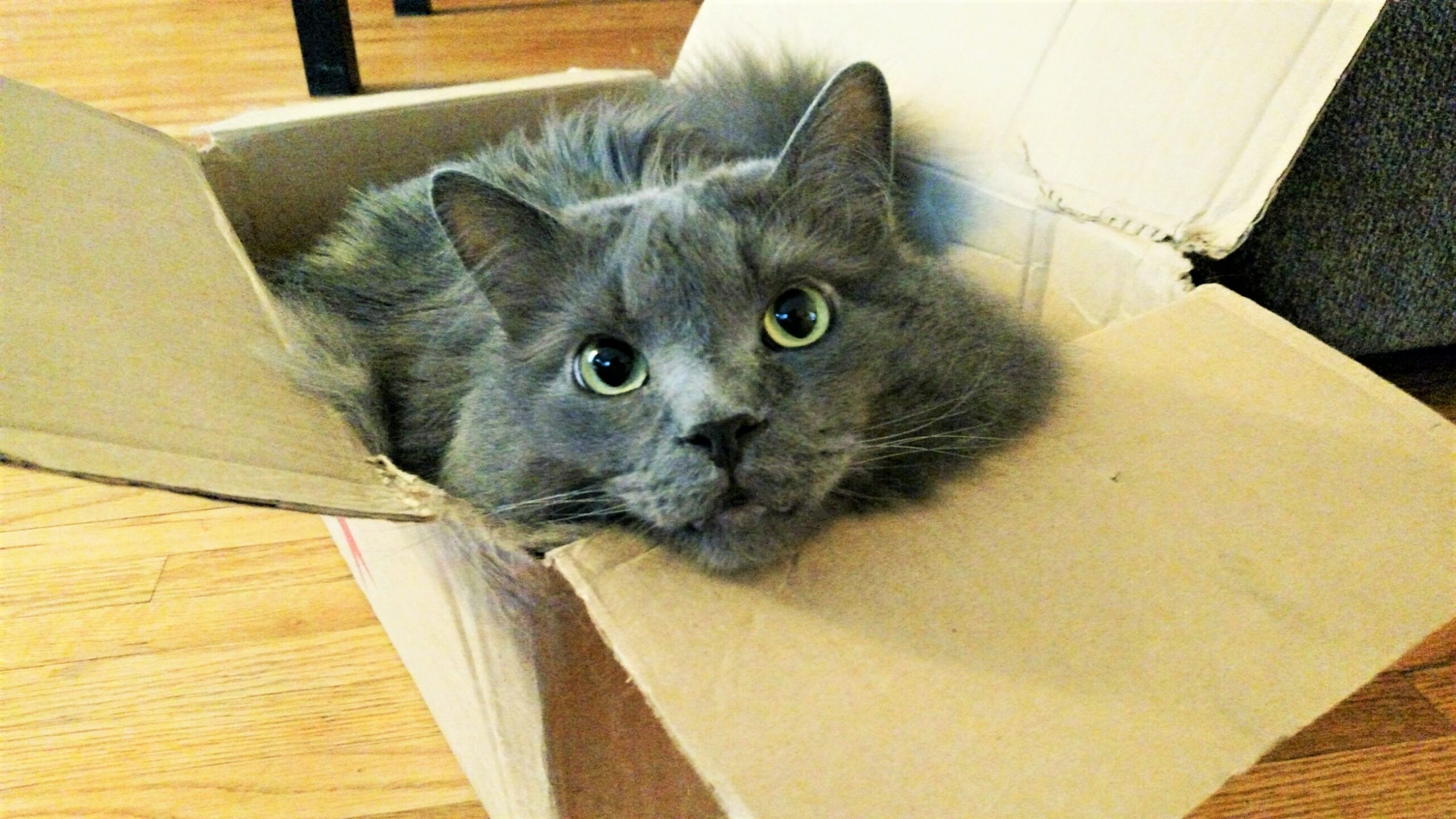 george george