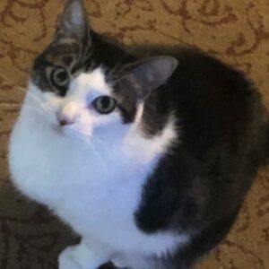 kitsy