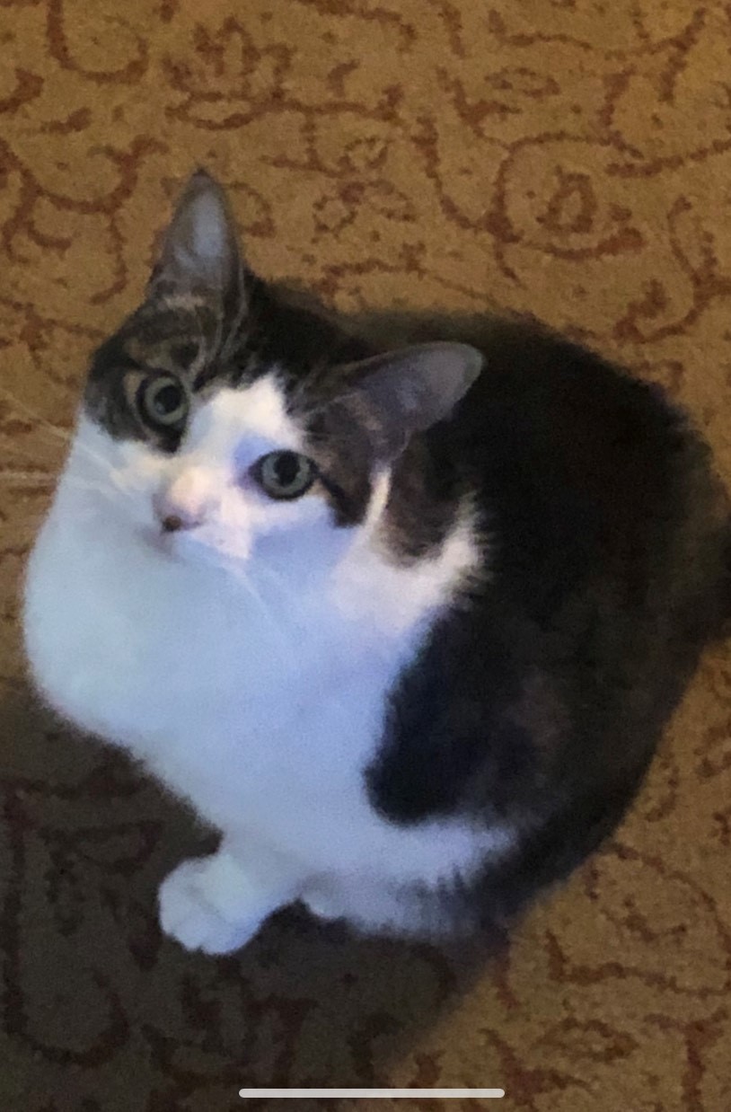 kitsy kitsy