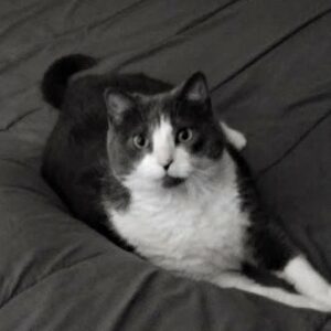 kitty