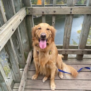 koda