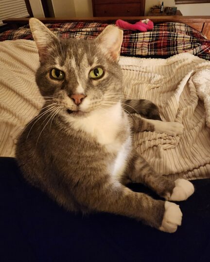 Did Mittens Fall Asleep?