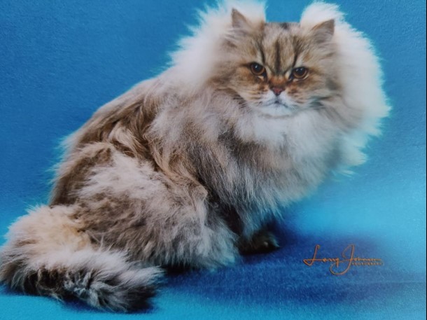 sir pawl mccatney sir pawl mccatney